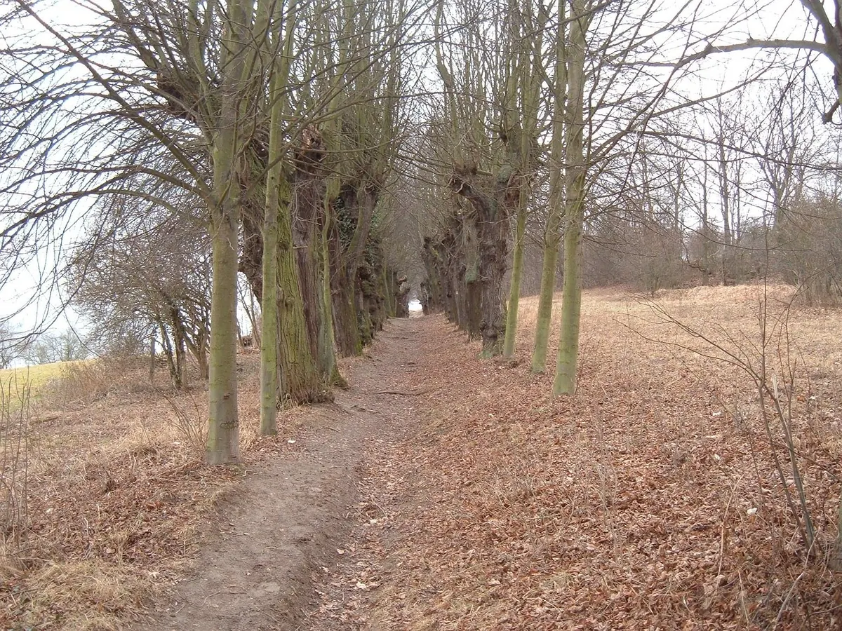 A Beginner's Guide to Nature Journalling on a British Country Walk