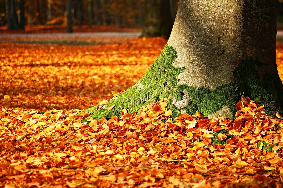 Seasonal Diary Ideas: What to Record in Each British Month